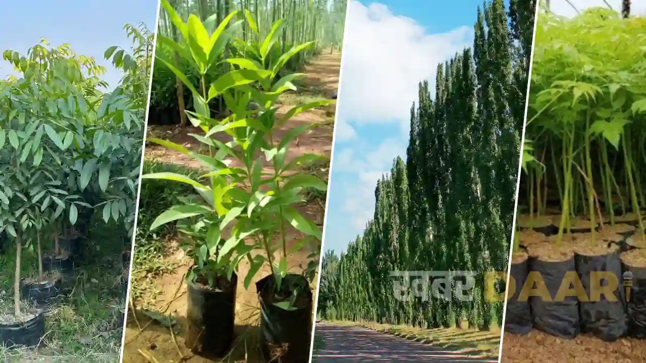 plant farming in india